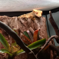 Gecko à crête male sub-adulte #0