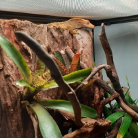 Gecko à crête male sub-adulte #5