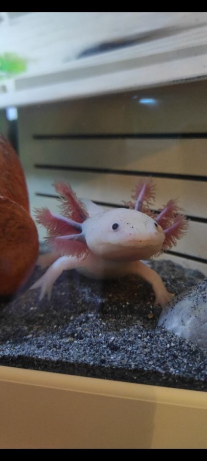 Axolotl femelle 20 cm #0