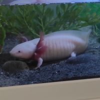 Axolotl femelle 20 cm #3