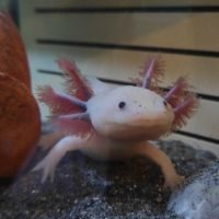 Axolotl femelle 20 cm