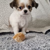 Chihuahua #0