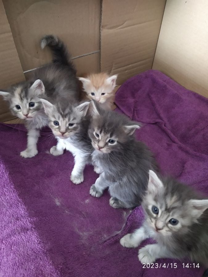 Disponible chatons type maine coon #1