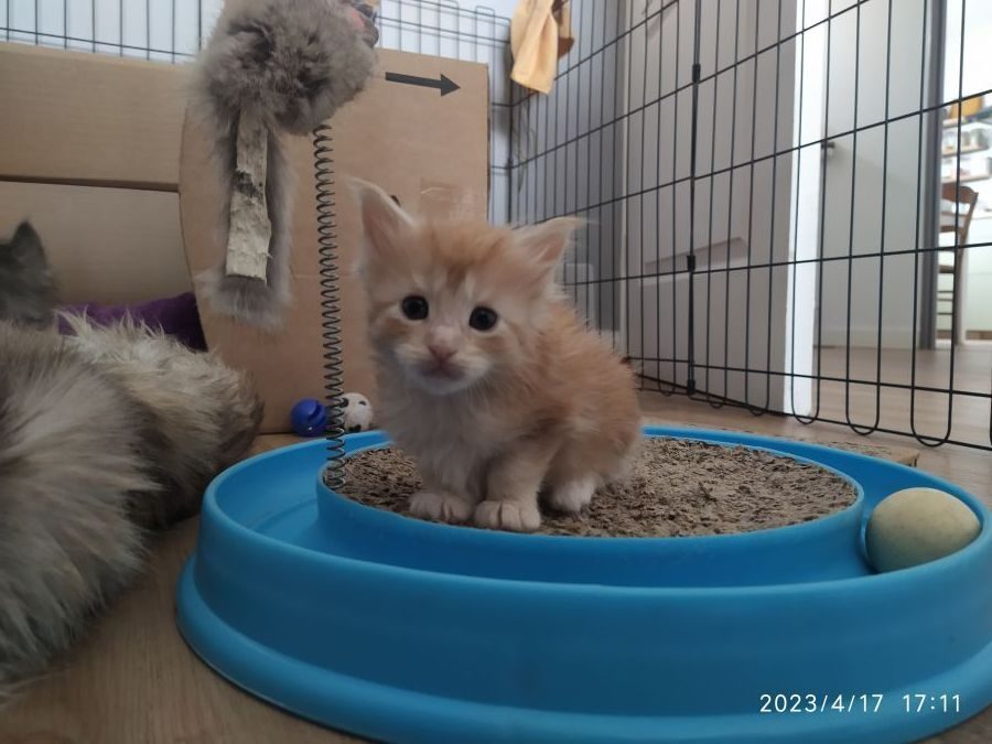 Disponible chatons type maine coon #2