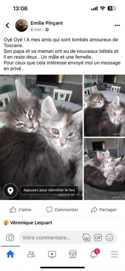 Disponible chatons type maine coon #4