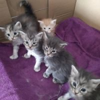 Disponible chatons type maine coon #1