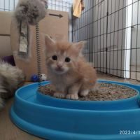 Disponible chatons type maine coon #2