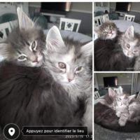 Disponible chatons type maine coon #4