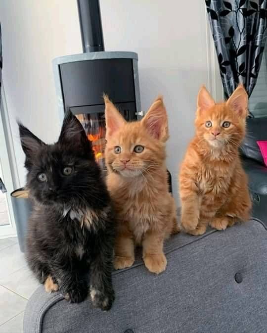 Adorable chatons main coon disponible #0