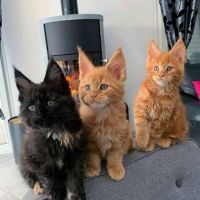 Adorable chatons main coon disponible