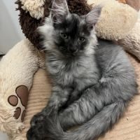 Adorable chatons main coon disponible #2