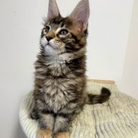 Adorable chatons main coon disponible #4