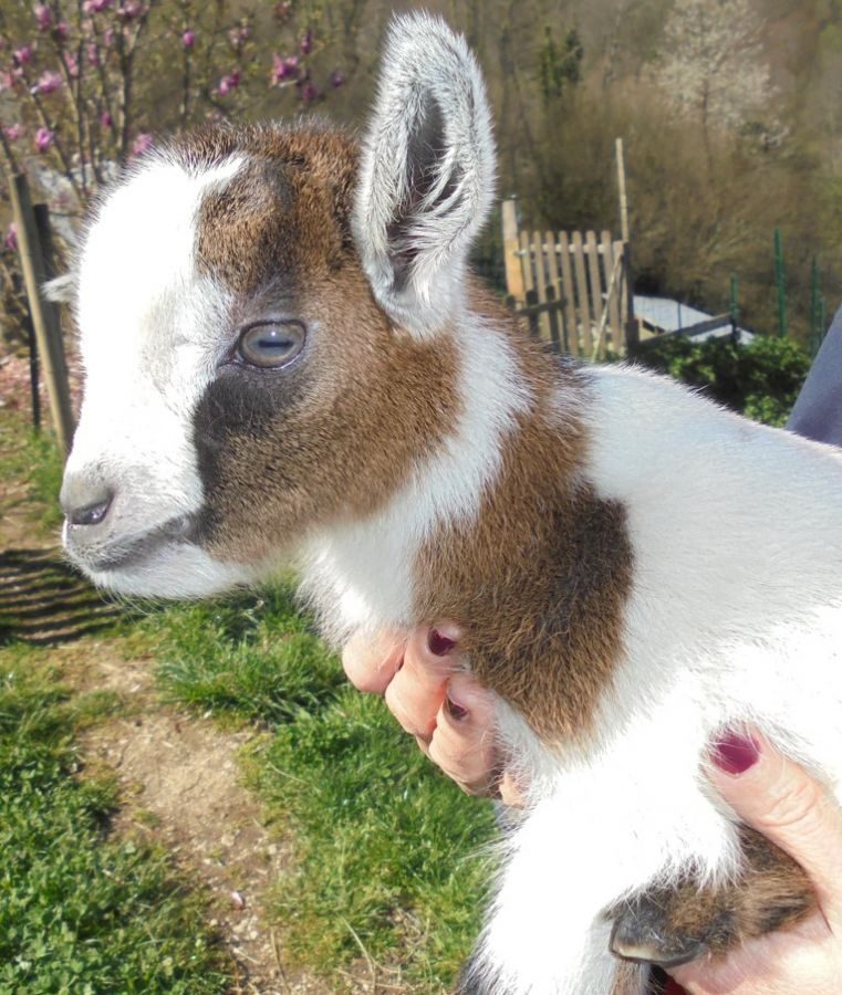 Aimant bébé chèvre : cadeau pour les amoureux des chèvres ou pour les  amoureux de la perte d'une chèvre, aimants mignons d'animaux de la ferme  pour casier ou réfrigérateur -  France