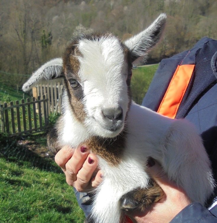 Aimant bébé chèvre : cadeau pour les amoureux des chèvres ou pour les  amoureux de la perte d'une chèvre, aimants mignons d'animaux de la ferme  pour casier ou réfrigérateur -  France