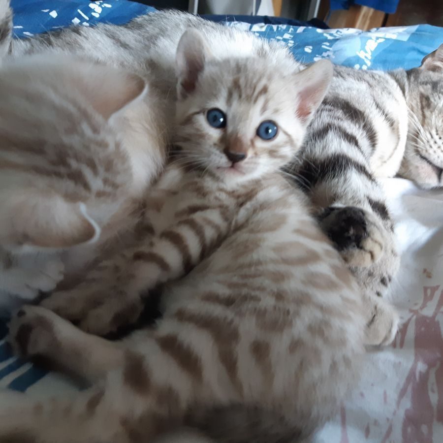 2 magnifiques chatons bengals couleur rare #0
