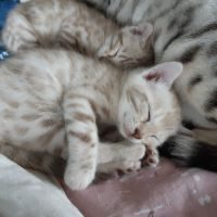 2 magnifiques chatons bengals couleur rare #1