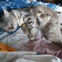 2 magnifiques chatons bengals couleur rare #2