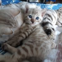 2 magnifiques chatons bengals couleur rare