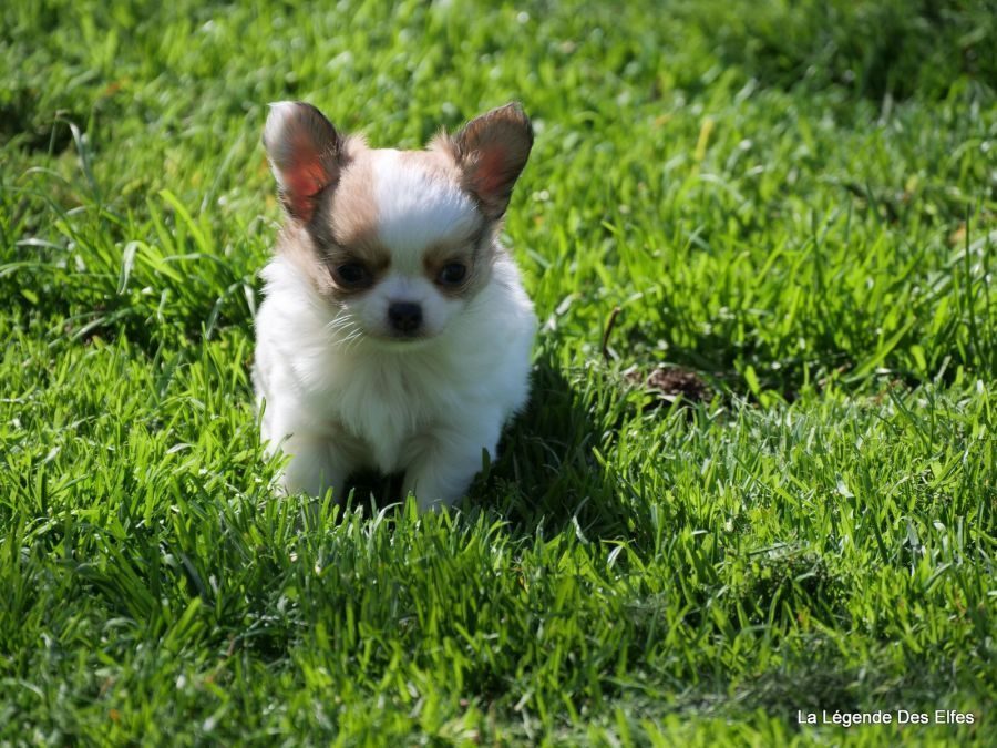 Chiot chihuahua femelle poil long #0