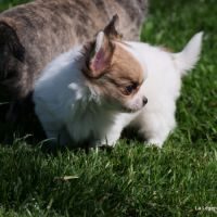 Chiot chihuahua femelle poil long #1