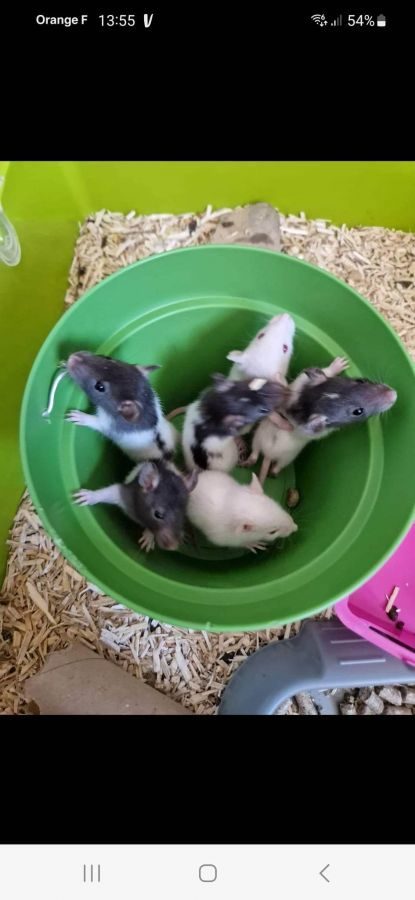 Bébés rats #1