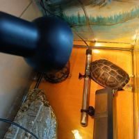 2 tortues tropicale #1