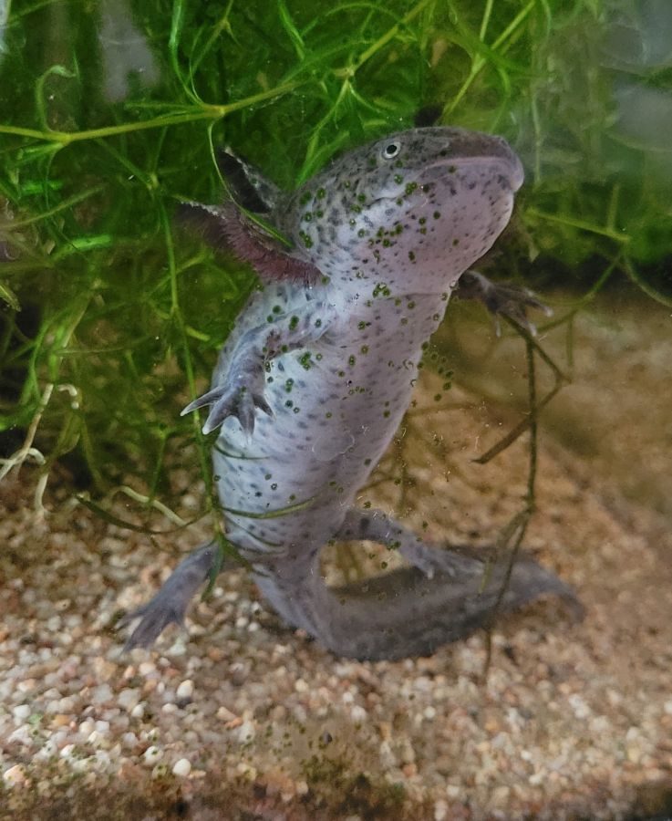 Axolotl femelle #0