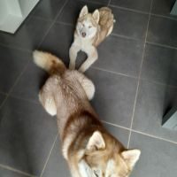 A vendre chiot husky sibérien #2