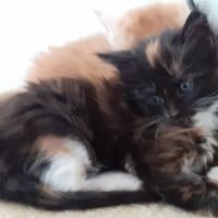 Chatons maine coon loof #4