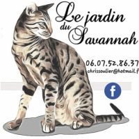 A vendre 4 chatons savannah f7 sbt #3