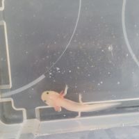 Axolotl à vendre brest #1