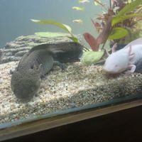 Axolotl a vendre nés fin avril