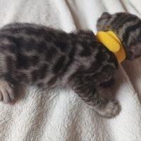 Bengal brown tabby-doubleapb-nes le 04.04.2023 #1