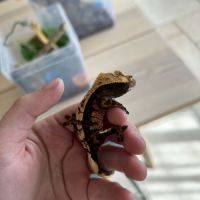Gecko à crête #1