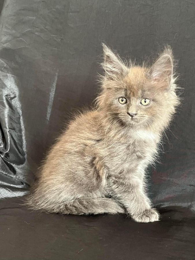 Adorable chaton maine coon loof #0