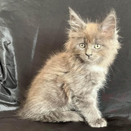 Adorable chaton maine coon loof