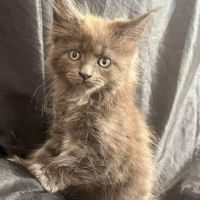 Adorable chaton maine coon loof #1