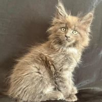 Chaton maine coon femelle loof
