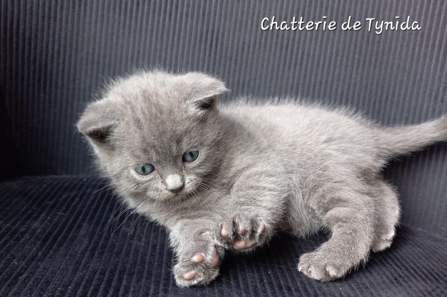 Chatons chartreux loof #0