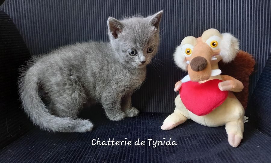 Chatons chartreux loof #3