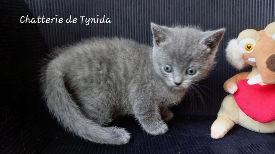 Chatons chartreux loof #4