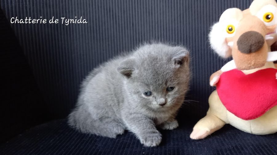 Chatons chartreux loof #5