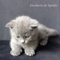 Chatons chartreux loof #2