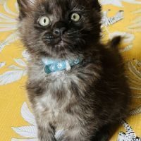 Chatons maine coon #11