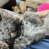 Chatons maine coon #18
