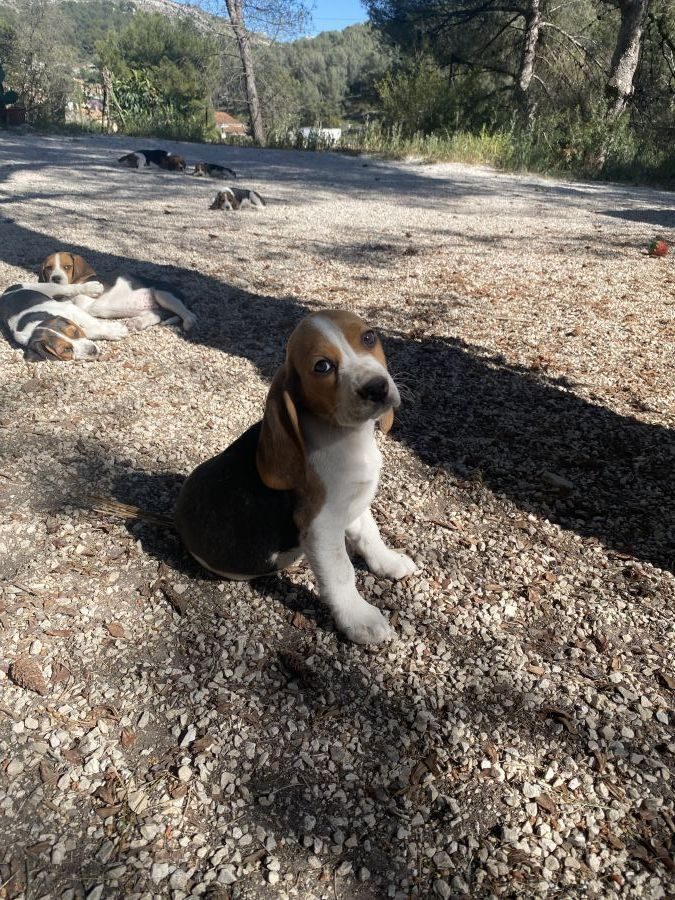 Chiots beagle #3
