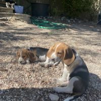 Chiots beagle #1