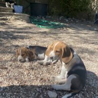 Chiots beagle #2