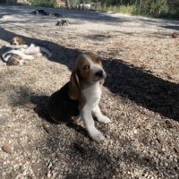 Chiots beagle #3