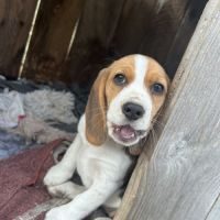 Chiots beagle #5